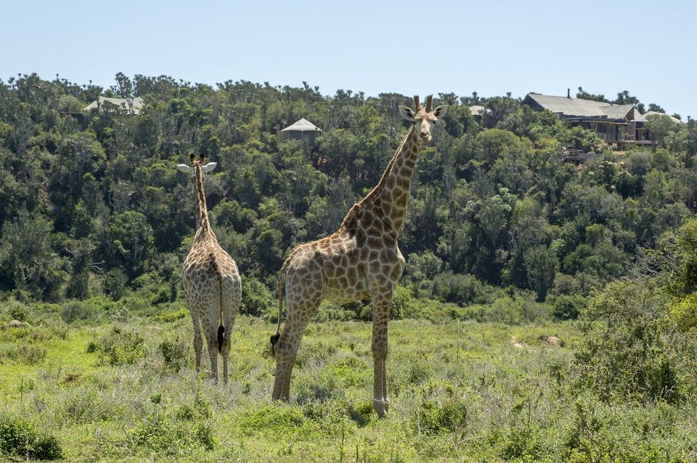 Kariega Game Reserve Settlers Drift Alexandria  Buitenkant foto